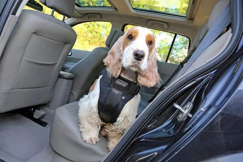 Bezpieczny transport psa